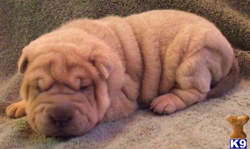 Chinese Shar-Pei Puppies